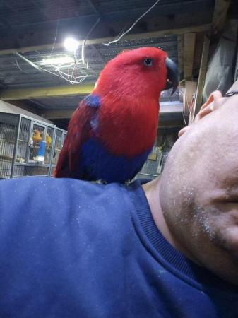 Image 3 of Female Eclectus parrots for sale...