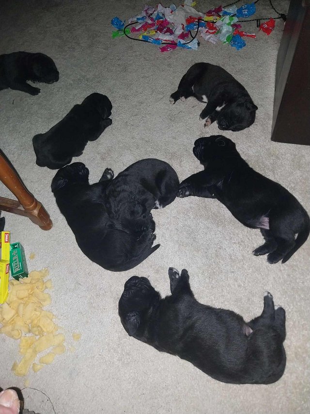 Preview of the first image of 7 week old Cane corso puppies.