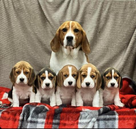 Image 1 of STUNNING CHUNKY KC BEAGLE PUPPIES READY NOW