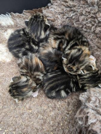Image 2 of Litter of five  tortie tabby kittens