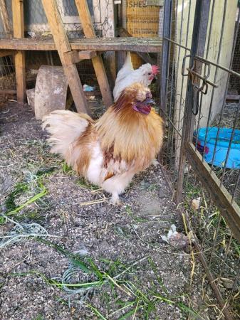Image 2 of 1 year old silkie rooster