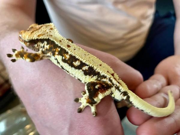Image 3 of 9 month old Lily White Crested Gecko