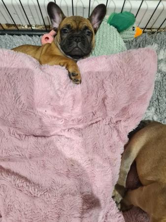 Image 10 of Health & dna tested Copperbull lines kc French bulldogs
