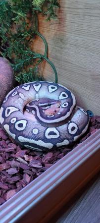 Image 5 of Various Ball Pythons For Sale