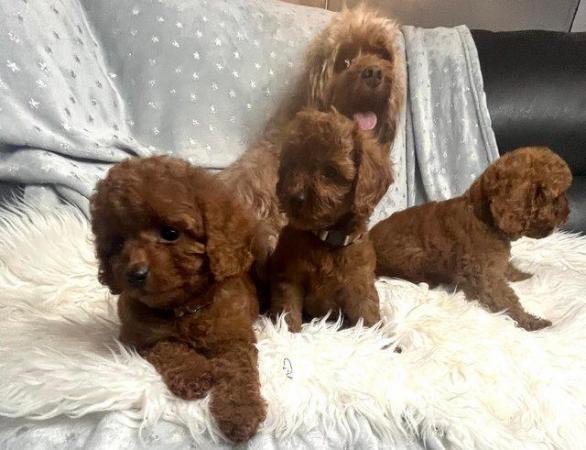 Image 5 of Extensively Health Tested Cavapoo Babies