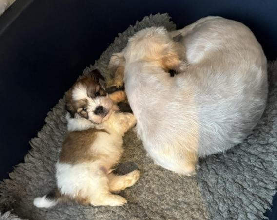 Image 3 of For sale Lhasa apso boy puppy