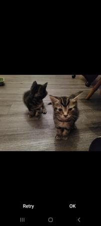 Image 3 of 4 kittens for sale, Buckinghamshire area, High Wycombe