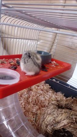 Image 2 of Russian miniature hamsters x2 with large cage and toys