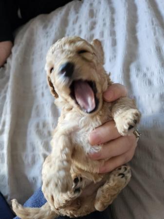 Image 10 of Cockapoo puppies for sale blonde and red