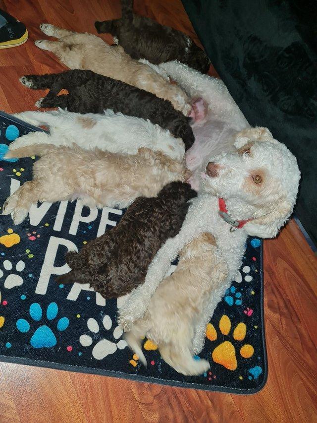 Shggy hypoallergenic pure Lagotto Romagnolo puppies 