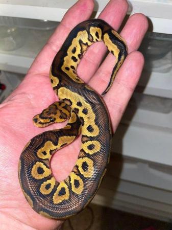 Image 2 of 18 Month old Volcano clown Royal python