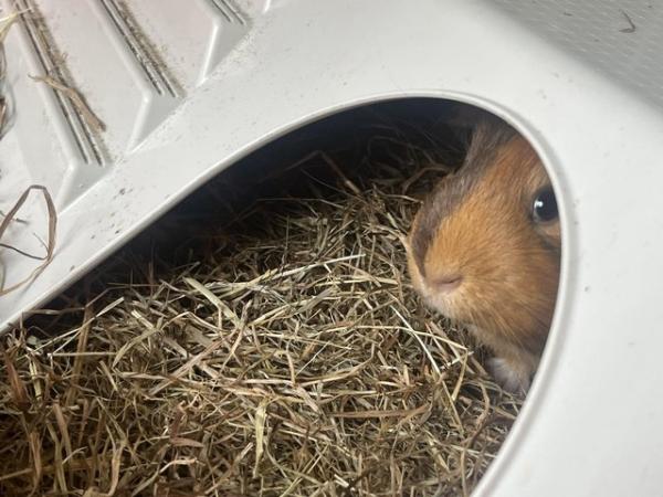 Image 1 of 2 male Guinea pigs with cage