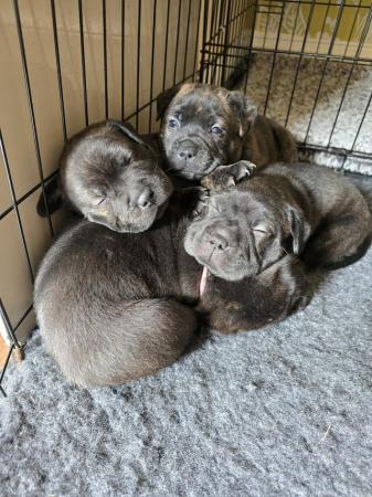 Image 5 of Gorgeous Blue Siras Staffie x Shar Pei pups for sale