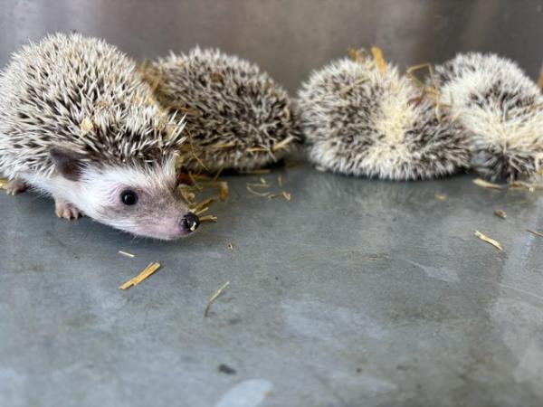 Image 6 of African Pygmy hedgehogs