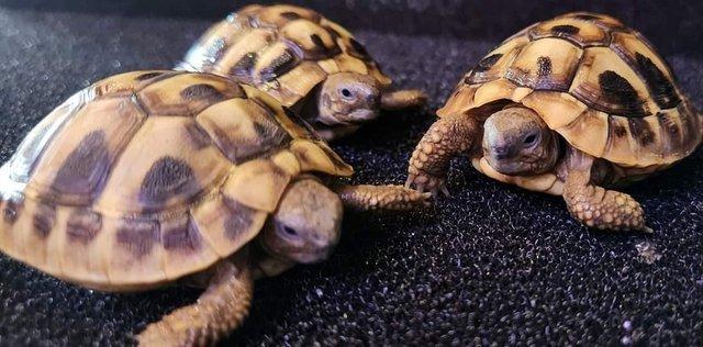 Image 4 of Large Selection of Tortoise Available in Store Now!!