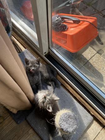 Image 5 of Beautiful Grey mix breed kittens ready now