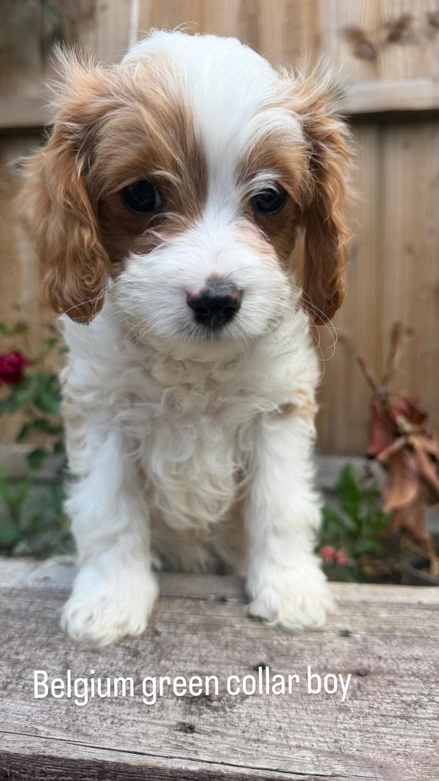 Lovely Cavapoo puppy’s ready now — photo 4 of 4