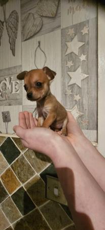 Image 7 of chihuahua x miniature dachshund