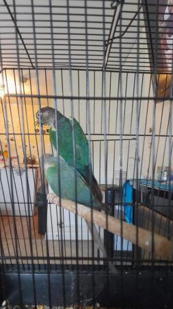Image 4 of Male turquoise Conure DNA