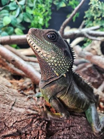 Image 2 of Adult male Chinese water dragon needing new home
