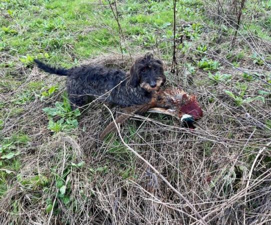 Image 6 of KC Reg Teckel Puppies - Wirehaired Dachshund