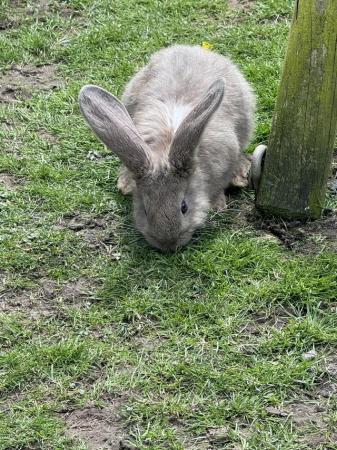 Image 5 of 3 beautiful continental giant rabbits