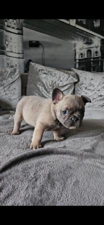 Image 11 of 9 week old beautiful French bulldog puppies 7 available