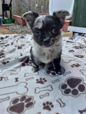 Image 4 of Chihuahua pups AVAILABLE