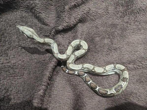 Image 4 of Baby Boa Constrictor Imperator