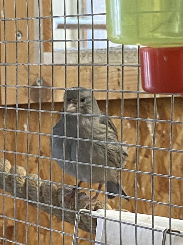 Canary’s for sale all in good condition — photo 3 of 4
