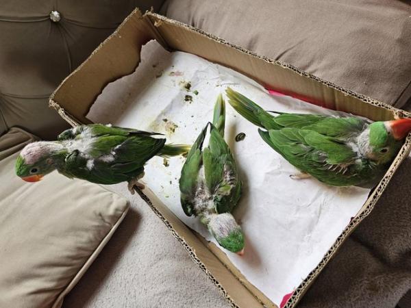 Image 4 of baby alexandrine parrots for sale