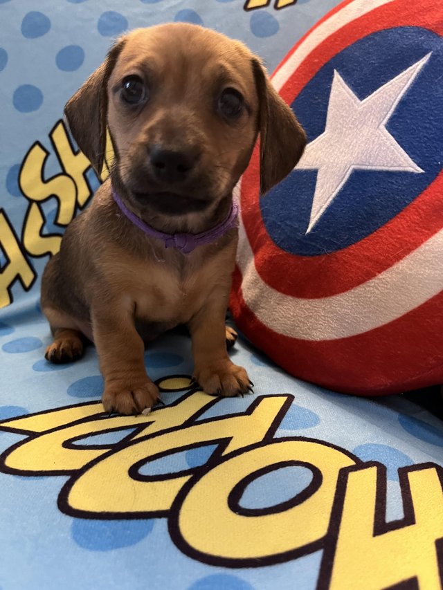 Preview of the first image of Adorable Chiweenie Puppies Looking For Loving Homes.