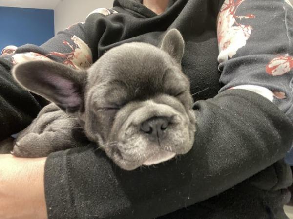Image 25 of ***ALL SOLD*** - Stunning blue French bulldogs KC registered