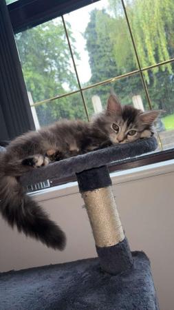 Image 14 of Stunning polydactyl maine coon girls