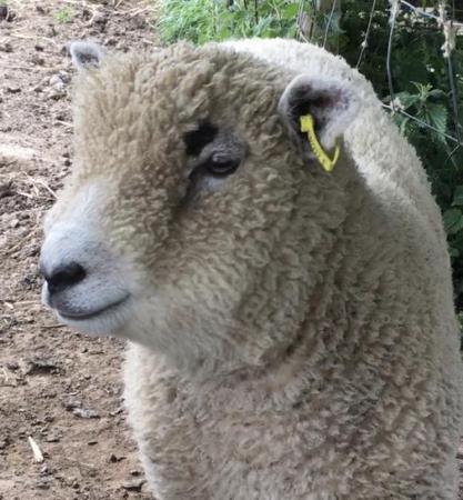 Image 1 of Ryeland lambs for pets or breeding