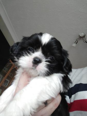 Image 4 of Lovely shih Tzu puppys looking forever home