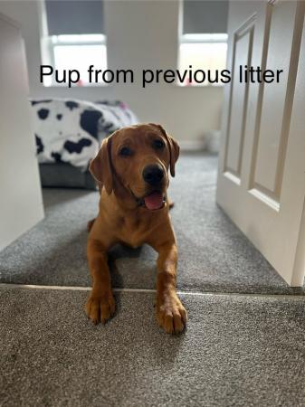 Image 5 of 6 beautiful red Labrador puppies for sale