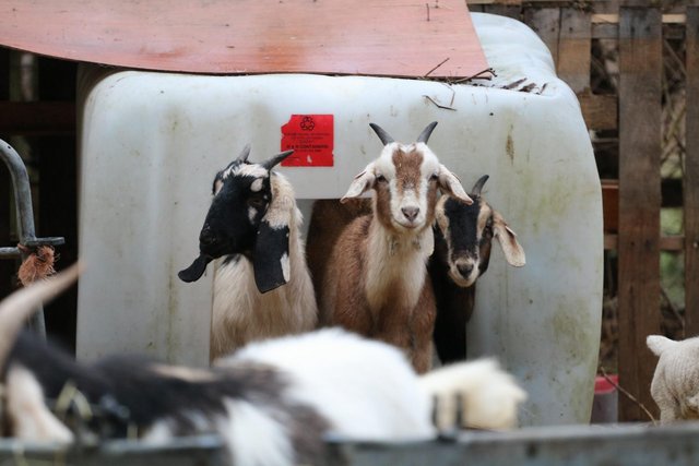 Preview of the first image of Partial herd reduction of some gorgeous goats..