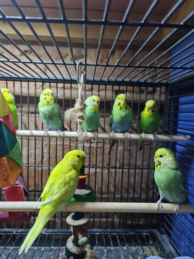 Preview of the first image of Female budgies. Good feather and nice colours.