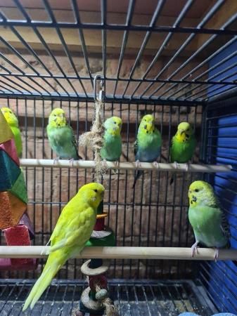 Image 1 of Female budgies. Good feather and nice colours