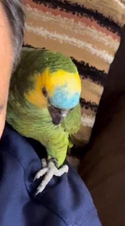 Image 4 of Fully tame and very talkative Amazon parrot
