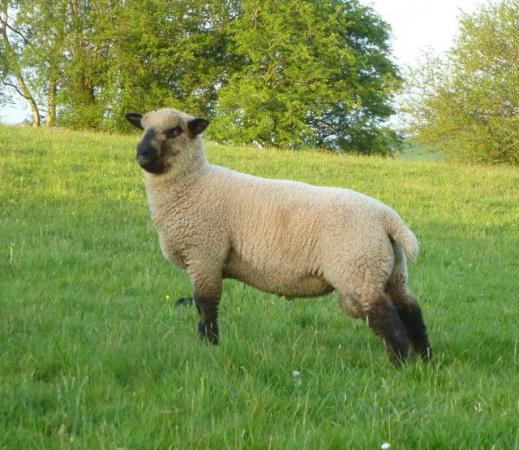 Image 3 of 5 MV accredited Pedigree Shropshire Ram lambs R1s