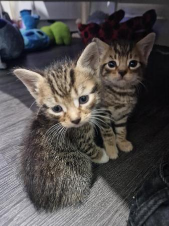 Image 3 of 3 beautiful tabby kittens for sale