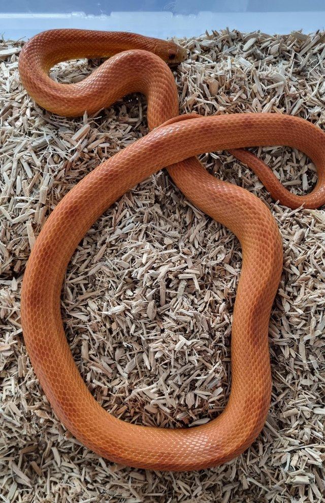Preview of the first image of Sunkissed stripe male adult corn snake.