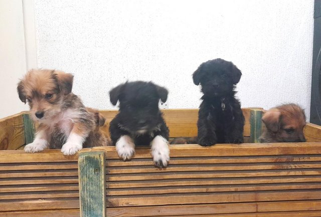 F1 Jackapoo Puppies For Sale. Ready for forever homes now. for sale in Bradford, West Yorkshire - Image 4