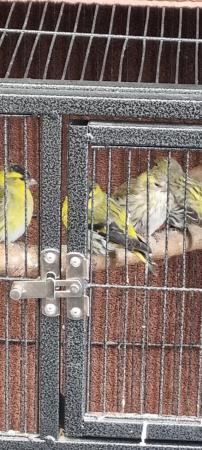 Image 5 of Pairs of siskins looking for new homes