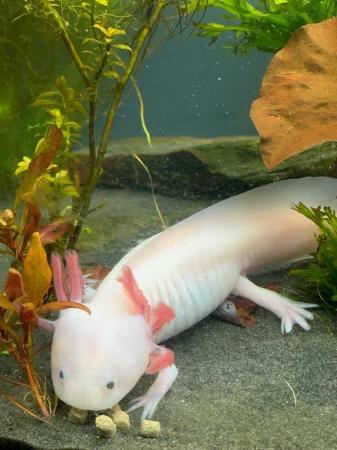 Image 3 of Leucistic Axolotls x 4 -Axminster