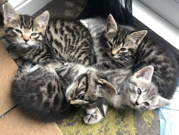 Image 2 of 9 week old Tabby kittens - ready for new homes