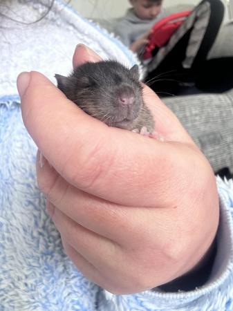 Image 6 of Baby rat. 13 available. 3M 10F