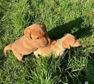 Image 3 of Red & Yellow Labrador Puppies